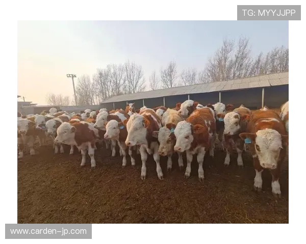 解密ag尊龙凯时俱乐部，探讨其背后的成功秘诀与运营模式